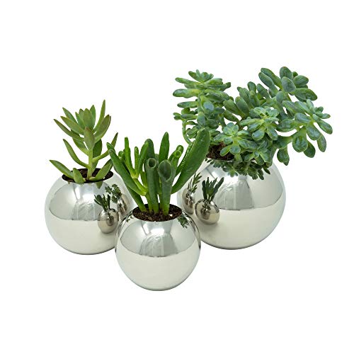 amazon small succulent pots Stainless Steel Planter – Sphere Pot for Succulents, Cactus & Small Pl – AteamProducts