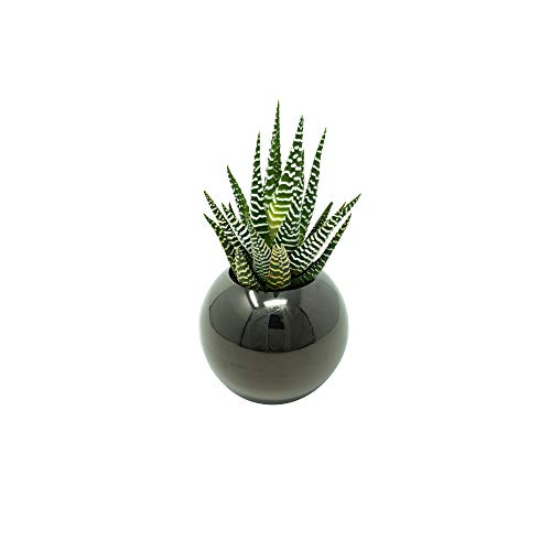 Brushed Stainless Steel Planter – Sphere Pot for Succulents, Cactus & Small Plants – Minimalistic Design for Desk, Window or Modern Kitchen (Brushed Stainless, Small) Brushed Stainless Steel Planter – Sphere Pot for Succulents, Cactus & Small Plants – Minimalistic Design for Desk, Window or Modern Kitchen (Brushed Stainless, Small)
