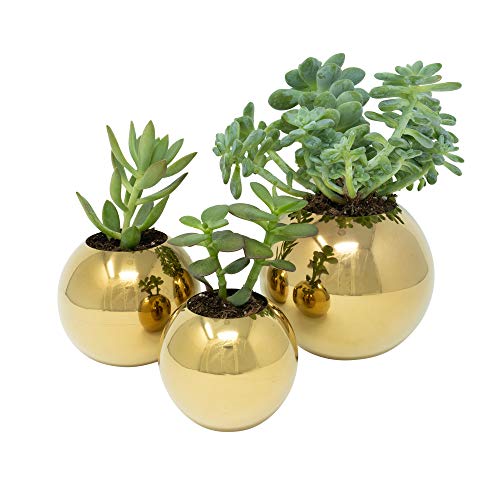 Brushed Stainless Steel Planter – Sphere Pot for Succulents, Cactus & Small Plants – Minimalistic Design for Desk, Window or Modern Kitchen (Brushed Stainless, Small) Brushed Stainless Steel Planter – Sphere Pot for Succulents, Cactus & Small Plants – Minimalistic Design for Desk, Window or Modern Kitchen (Brushed Stainless, Small)