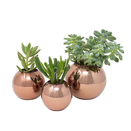 Brushed Stainless Steel Planter – Sphere Pot for Succulents, Cactus & Small Plants – Minimalistic Design for Desk, Window or Modern Kitchen (Brushed Stainless, Small) Brushed Stainless Steel Planter – Sphere Pot for Succulents, Cactus & Small Plants – Minimalistic Design for Desk, Window or Modern Kitchen (Brushed Stainless, Small)